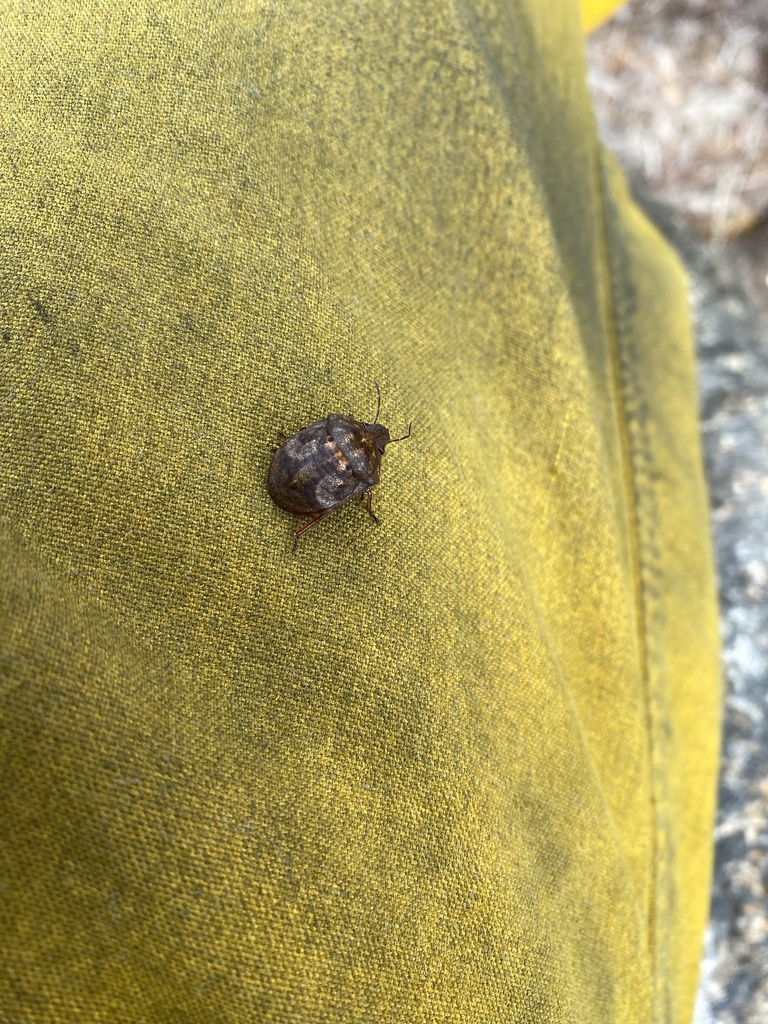 shield-backed pine seed bug from Jefferson Road, Sandwich, MA, US on ...