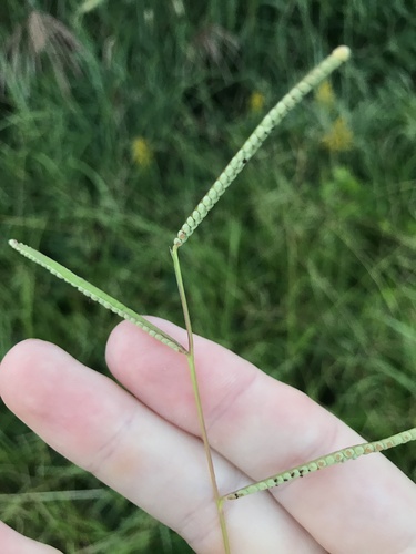 Image of Paspalum orbiculare by no rights reserved