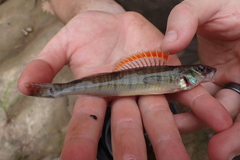Gulf Logperch photo 3