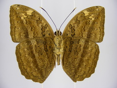 Bebearia cocalia katera