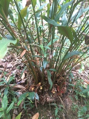 Geostachys penangensis