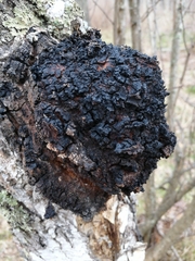 Inonotus obliquus sterilis