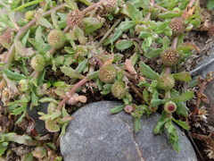 Centipeda aotearoana