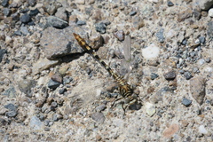 Paragomphus sinaiticus