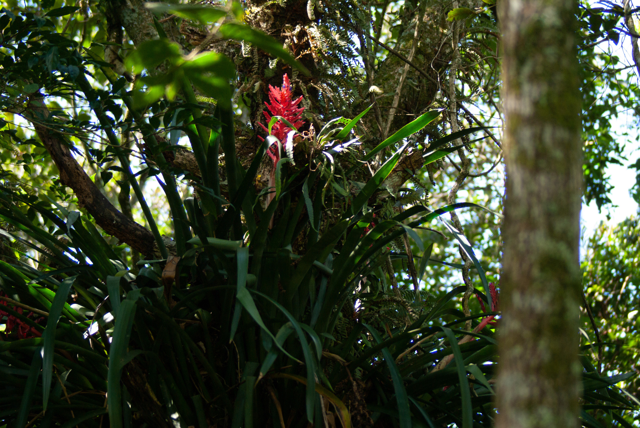 Aechmea distichantha
