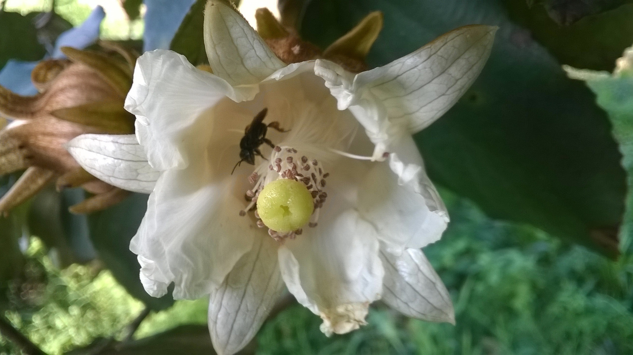 Luehea grandiflora