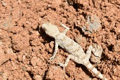 Gekkonidae