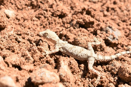 Tenuidactylus bogdanovi