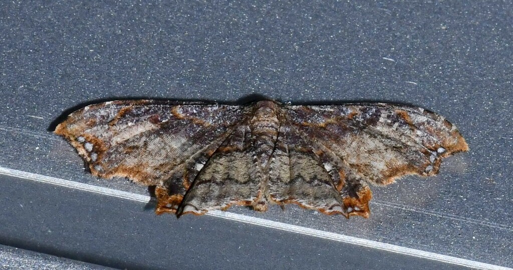 Epiplema albiocellata