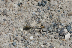 Paragomphus sinaiticus