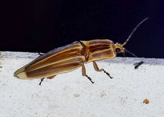 Semiotus ligneus image