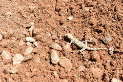 Gekkonidae