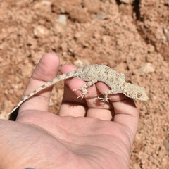 Gekkonidae