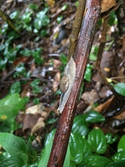 Ariophantidae