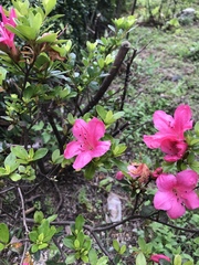 Rhododendron simsii