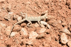 Gekkonidae