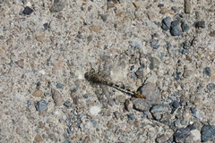 Paragomphus sinaiticus