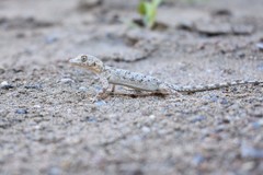 Mediodactylus russowii