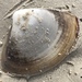 Angular Surf Clam - Photo (c) naturesd, some rights reserved (CC BY-NC)
