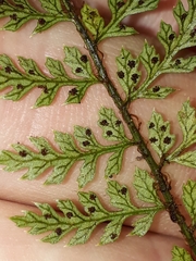 Polystichum silvaticum