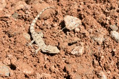 Mediodactylus russowii