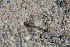 Paragomphus sinaiticus