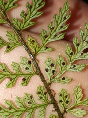 Polystichum silvaticum