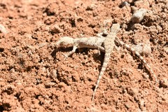 Mediodactylus russowii