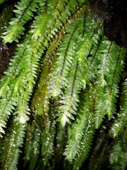 Cyathophorum bulbosum