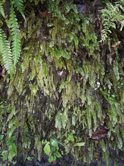 Cyathophorum bulbosum