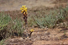 Cistanche phelypaea