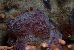 Botrylloides magnicoecus