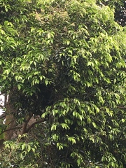 Aquilaria sinensis