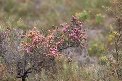 Erica umbellata