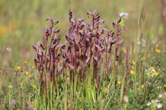 Serapias strictiflora