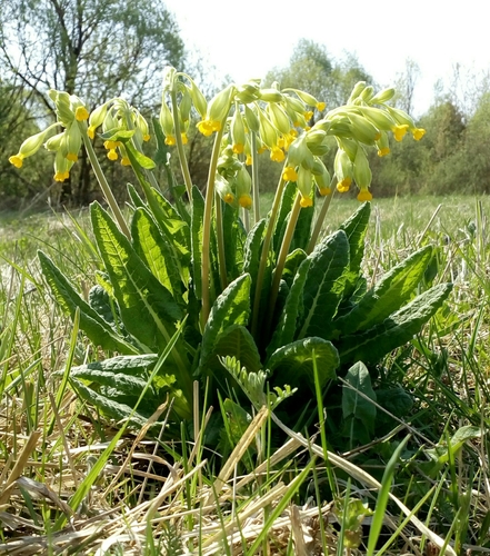 Cowslip