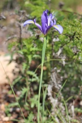 Iris xiphium