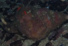 Lugubrilaria lugubris