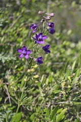 Delphinium pentagynum