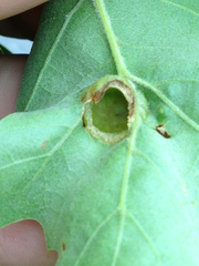 Dryocosmus quercuspalustris