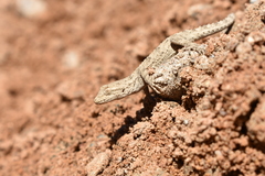 Mediodactylus russowii