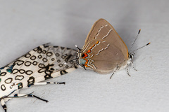 Satyrium favonius