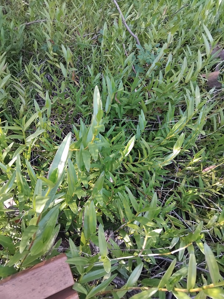 Epidendrum radicans, Sydney NSW, Australia
