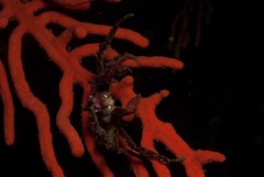 Achaeopsis spinulosa