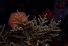 Pseudodromia latens