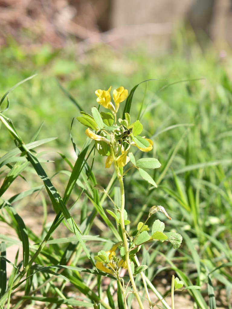 Trigonella grandiflora