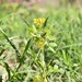 Trigonella grandiflora - Photo (c) Kudaibergen Amirekul,  זכויות יוצרים חלקיות (CC BY-SA), הועלה על ידי Kudaibergen Amirekul