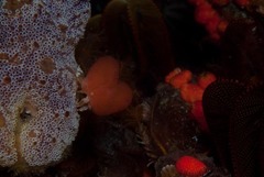 Pseudodromia latens