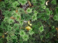 Dendrohypopterygium filiculiforme