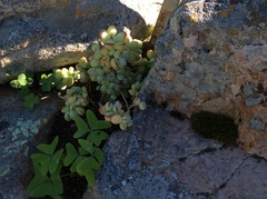 Cotyledon pendens